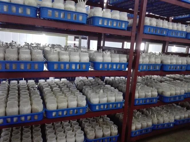 Trồng nấm c&ocirc;ng nghệ Nhật Bản